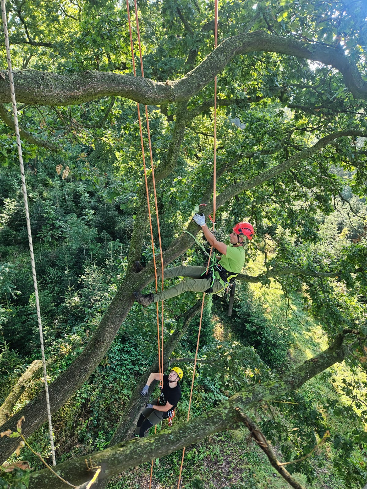 Zwei Arboristen bei bodenschonender Kletterarbeit